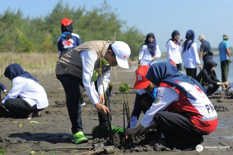 Mitigasi Bencana Pesisir, Relawan PMI Kebumen Tanam 600 Bibit Mangrove di Pantai Kaliratu