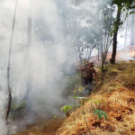 Lahan Pinus dan Ilalang Terbakar di Kebumen, Aparat dan Warga Padamkan Api Secara Manual