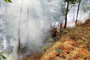Lahan Pinus dan Ilalang Terbakar di Kebumen, Aparat dan Warga Padamkan Api Secara Manual