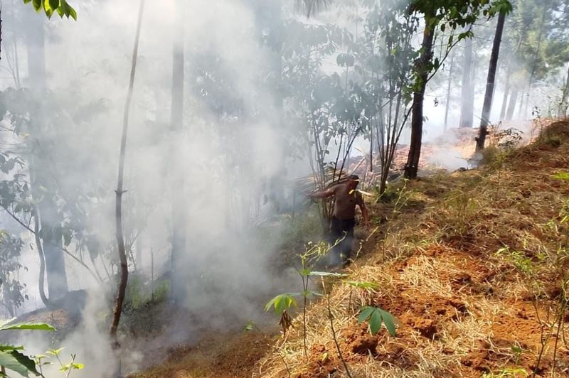 Lahan Pinus dan Ilalang Terbakar di Kebumen, Aparat dan Warga Padamkan Api Secara Manual