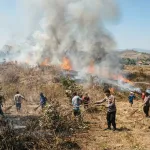 Dalam Sehari, Lahan Kosong dan Hutan Jati di Kebumen Terbakar