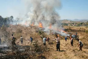 Dalam Sehari, Lahan Kosong dan Hutan Jati di Kebumen Terbakar