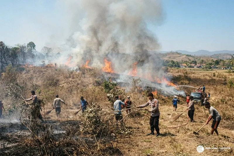 Dalam Sehari, Lahan Kosong dan Hutan Jati di Kebumen Terbakar