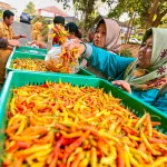Harga Cabai