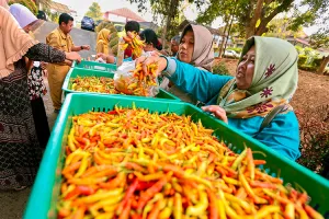 Harga Cabai