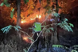 Lahan Perhutani Seluas 5 Hektare di Buayan Dilalap Si Jago Merah
